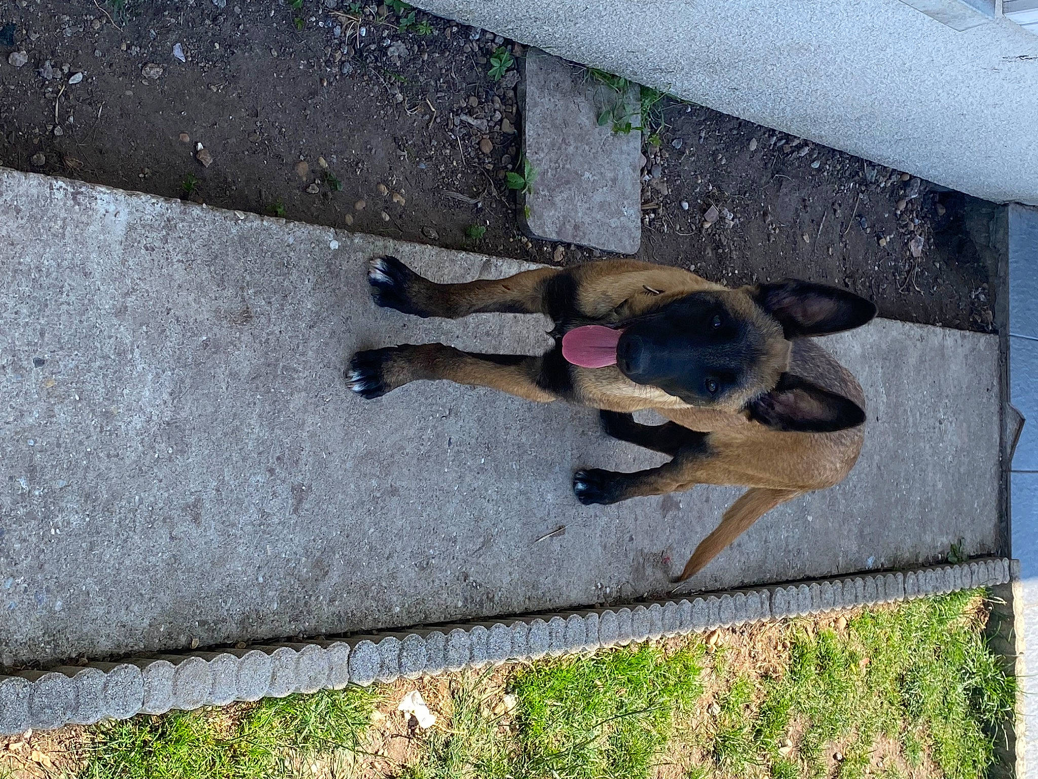 Tatsu participe au concours pour gagner de l'argent avec cette photo : asphalt, concrete, dog_breed, foot, grass, human_leg, road_surface, shadow, sidewalk, sporting_group, tail, tar, thigh