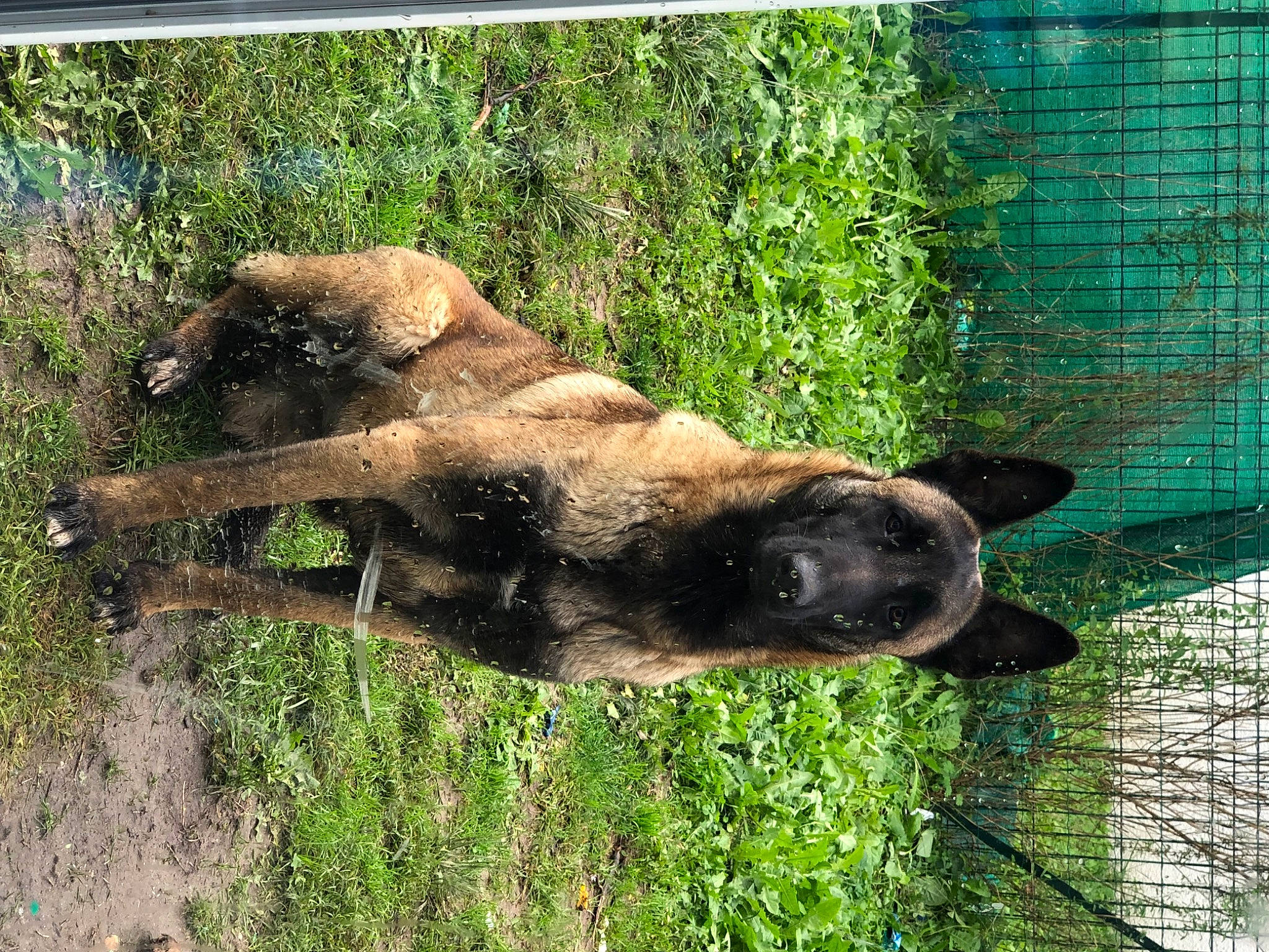 Tatsu participe au concours pour gagner de l'argent avec cette photo : canidae, dog_breed, fawn, gesture, grass, mesh, plant, snout, sporting_group, terrestrial_animal, tree, trunk, wildlife, wood, working_animal