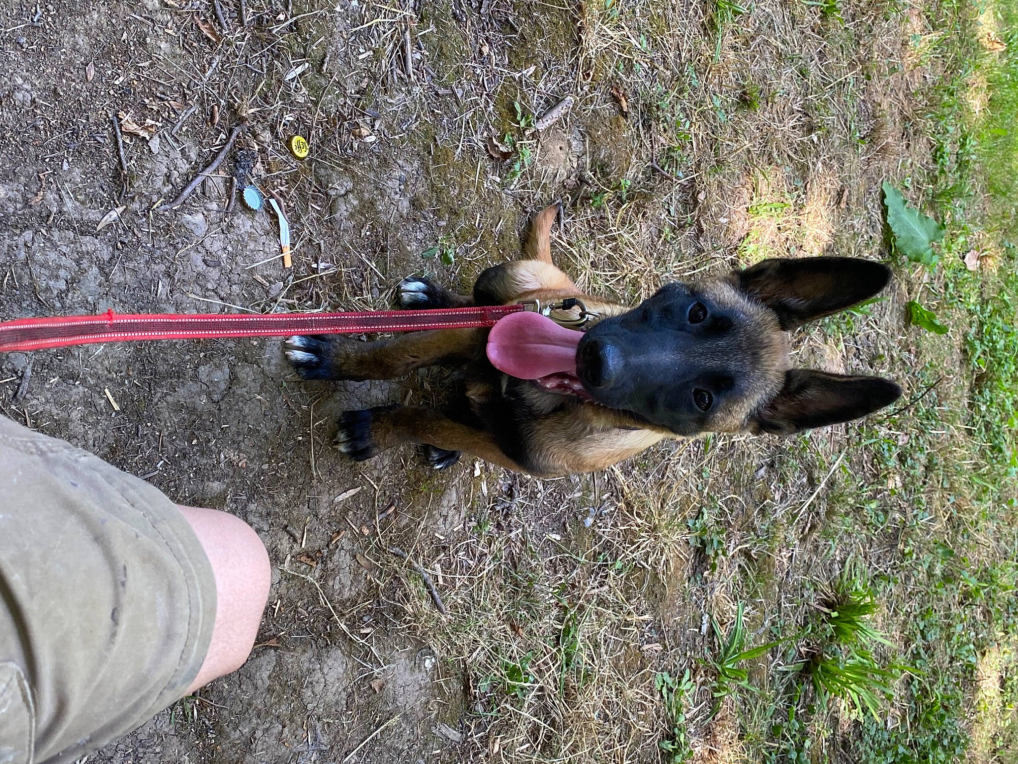 Tatsu participe au concours pour gagner de l'argent avec cette photo : adventure, canidae, carnivore, collar, dog, dog_breed, fashion_accessory, fawn, grass, hunting_dog, natural_material, non_sporting_group, plant, recreation, snout, soil, sporting_group, tail, terrestrial_animal, working_animal