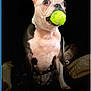 alert, animal, black_background, boston_terrier, canine, companion, cute, dog, domestic_animal, ears, fur, indoor, mouth, pet, playful, portrait, sitting, tennis_ball, toy, wide_eyes