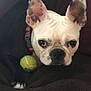 Dejavu joined the competition — help win amazing prizes! alert, animal, black_and_white, blanket, canine, closeup, collar, companion, cute, dog, ears, face, french_bulldog, fur, indoor, looking, pet, playful, resting, tennis_ball