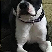 Dejavu is registered to the contest to win money with this photo: animal, black_and_white, boston_terrier, canine, carpet, chew_sticks, close_up, collar, companion, dog, domestic_animal, ears, front_legs, indoor, lying_down, mammal, paws, pet, pet_accessory, toy