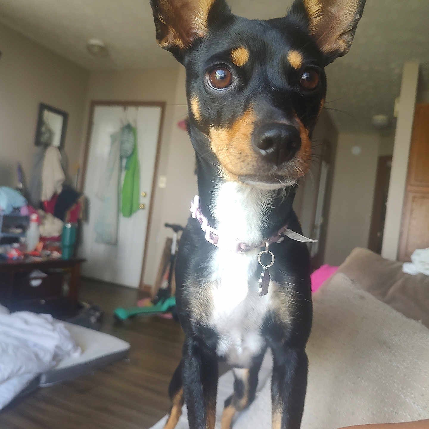 Lady Bella is registered to the contest to win money with this photo: alert, animal, black_dog, brown_eyes, collar, companion, couch, curious, dog, domestic, door, furniture, household_items, indoor, large_ears, living_room, looking_away, pet, tan_markings, wood_floor