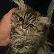 Athena participe au concours pour gagner de l'argent avec cette photo : kitten, cat, fluffy, fur, hand, pet, closeup, animal, cute, eyes, whiskers, ears, portrait, domestic_cat, feline, young, soft, cozy, indoors, curious