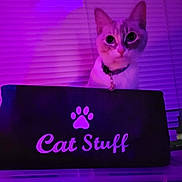 Simba joined the competition — help win amazing prizes! cat, box, purple_lighting, pet, indoor, curious, collar, pet_accessory, window_blinds, pet_bed, feline, animal, domestic_cat, blurred_background, pet_tag, closeup, looking, soft_light, cute, sitting