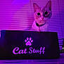 cat, box, purple_lighting, pet, indoor, curious, collar, pet_accessory, window_blinds, pet_bed, feline, animal, domestic_cat, blurred_background, pet_tag, closeup, looking, soft_light, cute, sitting