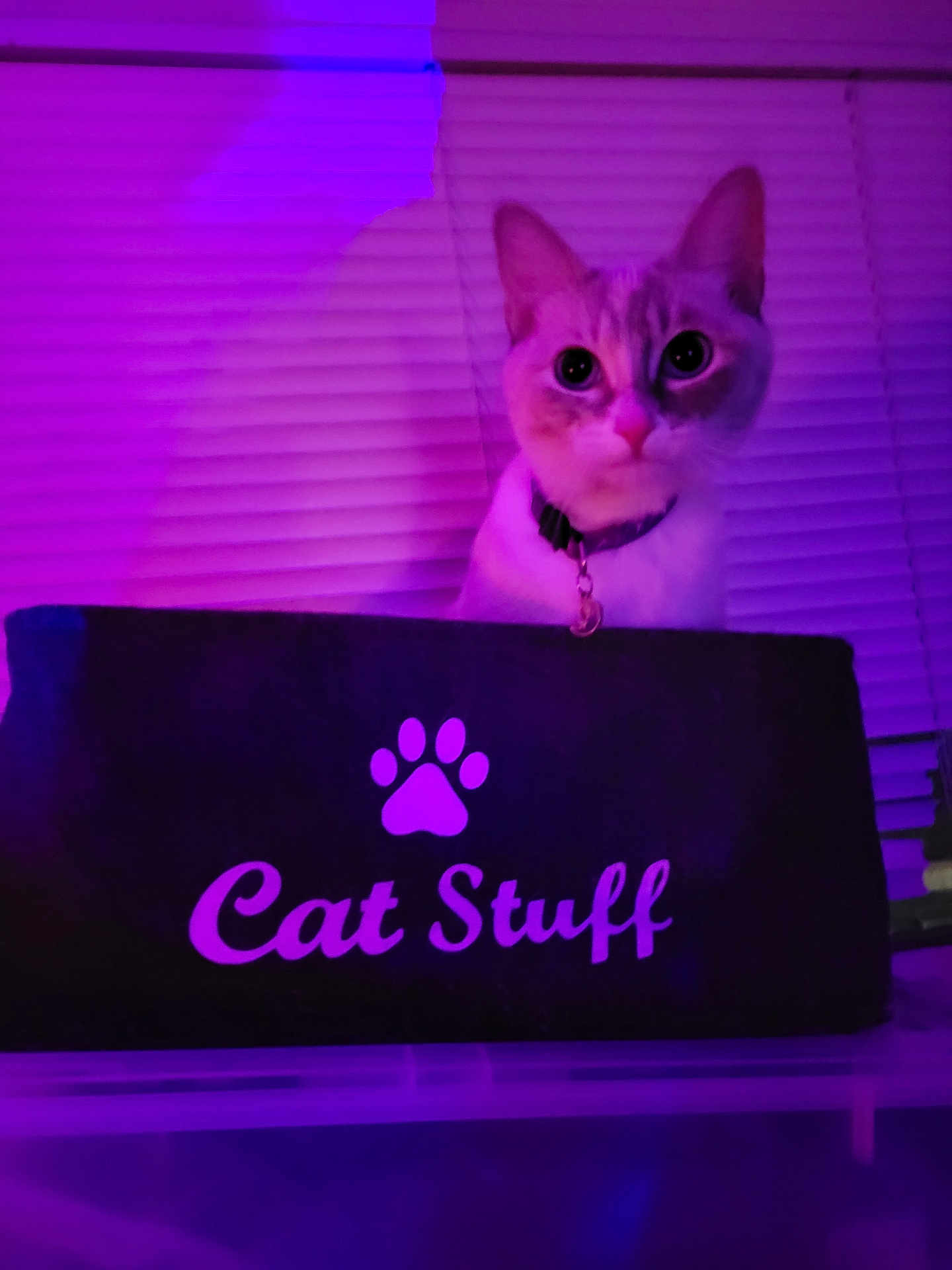Simba joined the competition — help win amazing prizes! cat, box, purple_lighting, pet, indoor, curious, collar, pet_accessory, window_blinds, pet_bed, feline, animal, domestic_cat, blurred_background, pet_tag, closeup, looking, soft_light, cute, sitting