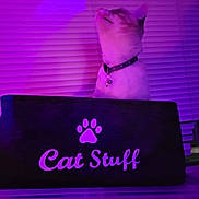 Pinkr is registered to the contest to win money with this photo: cat, feline, pet, collar, bell, box, paw_print, text_on_box, blinds, window, indoor, purple_lighting, neon, portrait, looking_up, sitting, whiskers, shelf, cozy, close_up