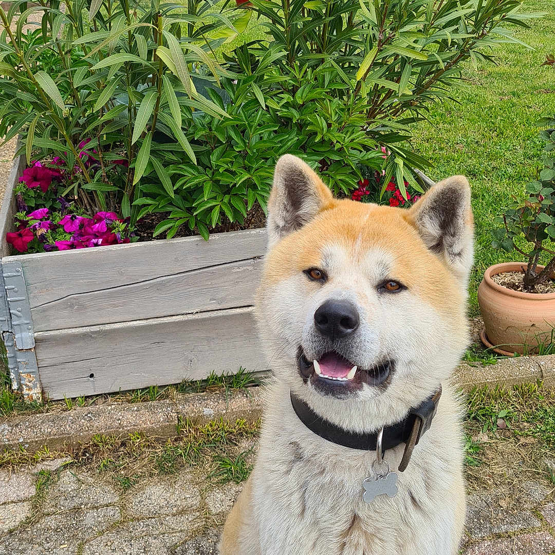 Saïko a rejoint le concours — aidez-le/la à gagner de superbes lots ! animal, canine, dog, flagstone, garden, herbal, herbs, husky, jar, nature, outdoors, path, pet, plant, planter, pottedplant, pottery, slate, vase, walkway