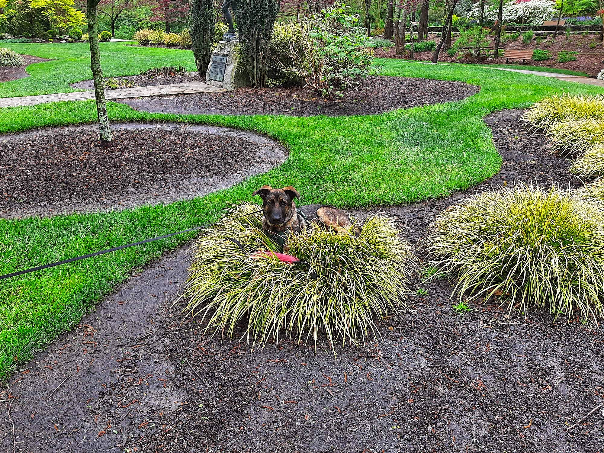 Charlee joined the competition — help win amazing prizes! carnivore, dog, garden, gardening, grass, groundcover, hedge, landscape, landscaping, lawn, natural_landscape, path, plant, road_surface, shrub, soil, terrestrial_animal, terrestrial_plant, tree, walkway