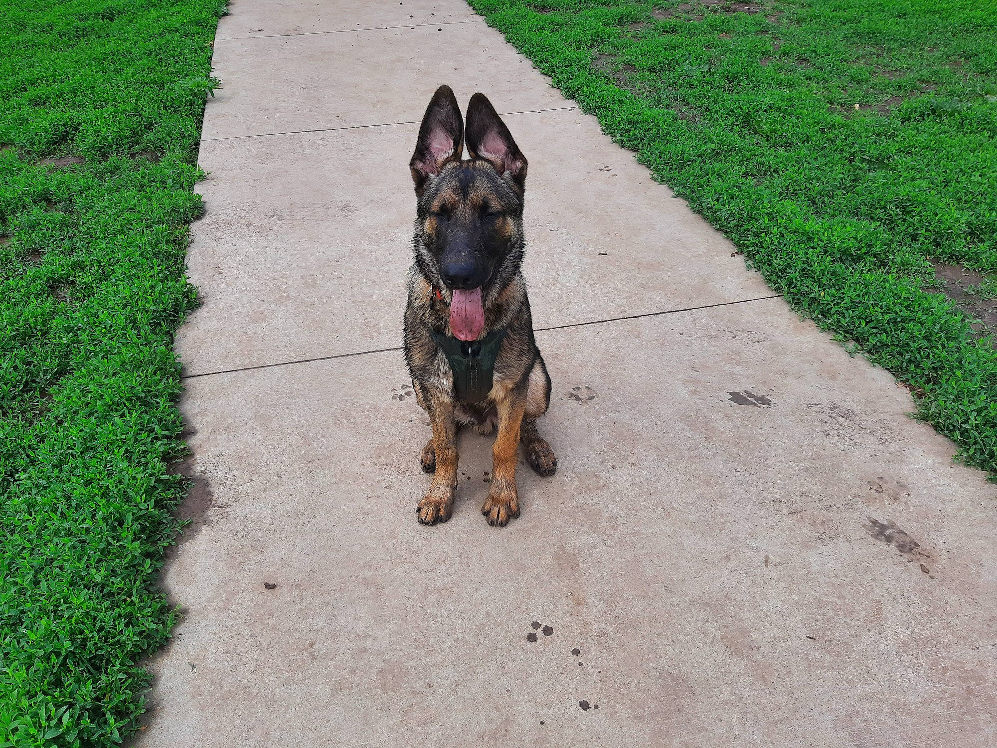 Charlee is registered to the contest to win money with this photo: asphalt, carnivore, collar, companion_dog, dog, dog_breed, dog_collar, dog_supply, fawn, german_shepherd_dog, grass, green, lawn, leash, plant, road_surface, snout, sporting_group, tail, working_animal