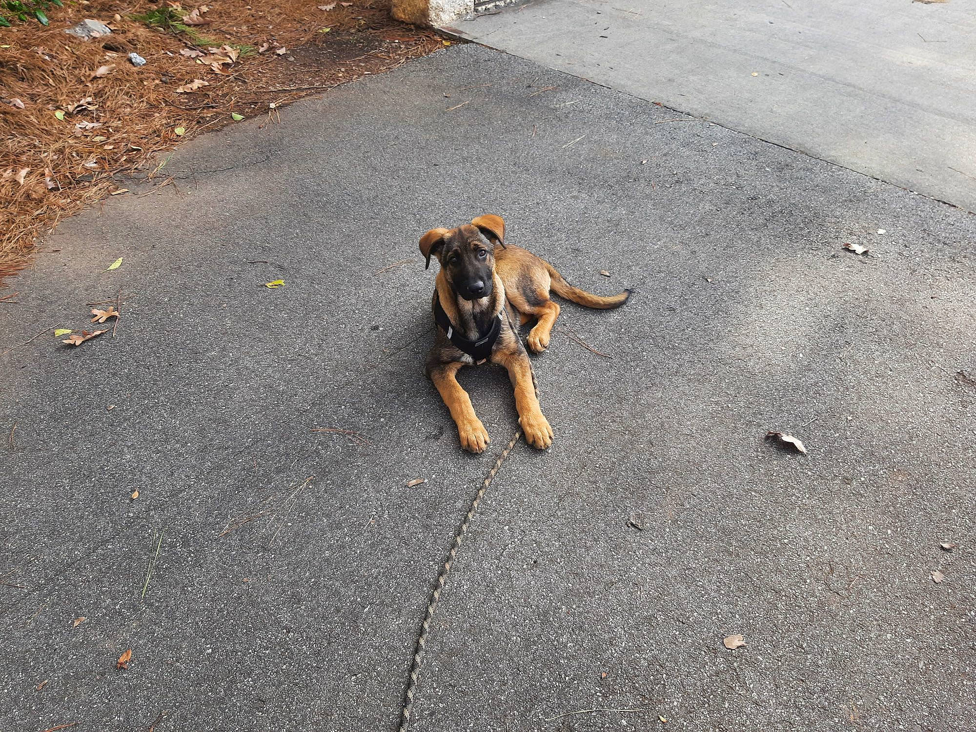 Charlee is registered to the contest to win money with this photo: asphalt, canidae, carnivore, companion_dog, concrete, dog, dog_breed, fawn, paw, road, road_surface, shadow, sidewalk, snout, soil, sporting_group, tail, tar, terrestrial_animal, working_animal