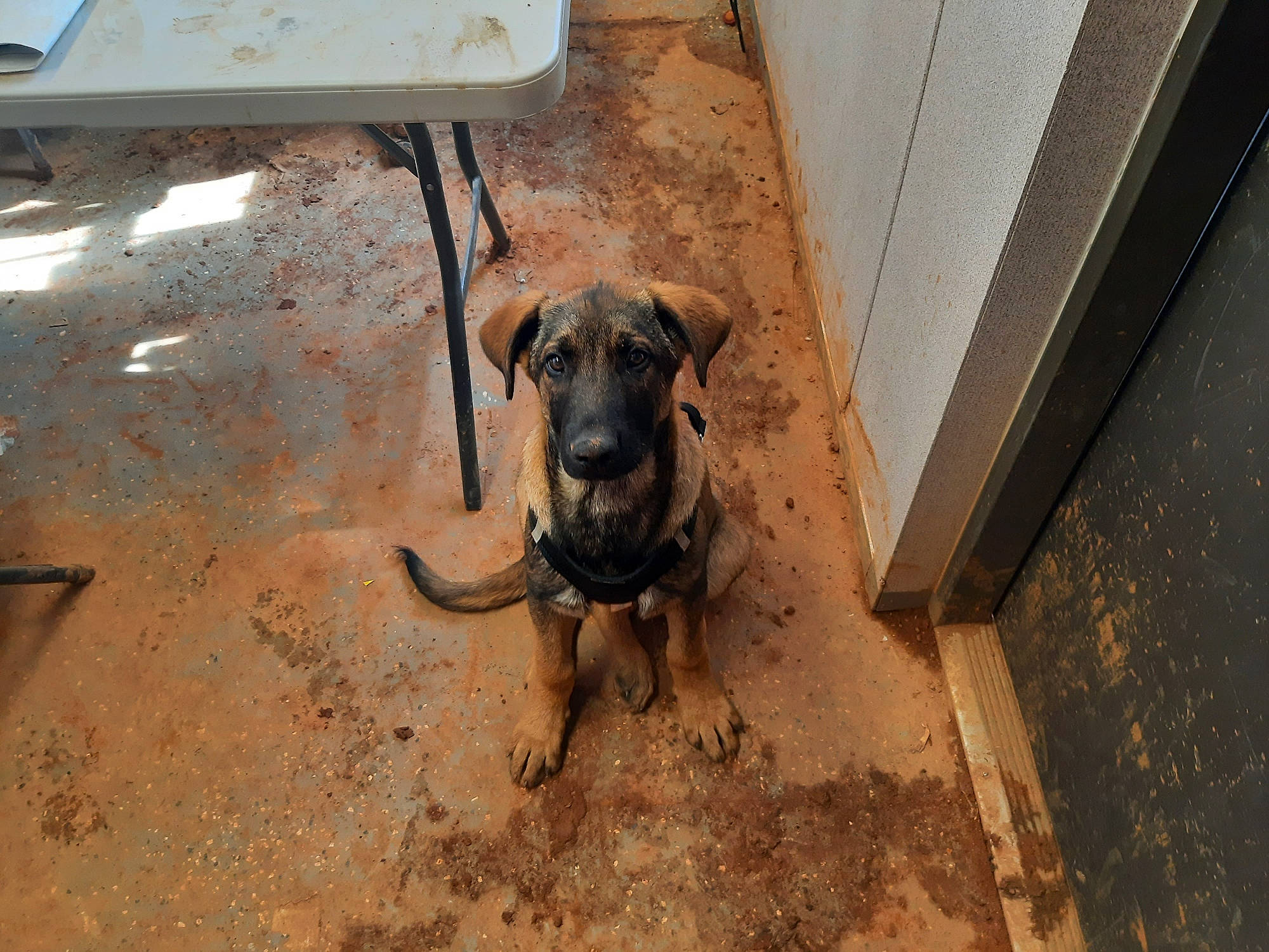 Charlee is registered to the contest to win money with this photo: canidae, carnivore, companion_dog, dog, dog_breed, dog_collar, fawn, floor, flooring, gas, guard_dog, hardwood, pet_supply, shadow, soil, tail, terrestrial_animal, wood, working_animal, working_dog