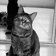 Shadow participe au concours pour gagner de l'argent avec cette photo : animal, black_and_white, cat, curious, domestic, ears, eyes, feline, floor, fur, glass_door, indoor, looking_up, pet, portrait, reflection, sitting, tabby, tiles, whiskers