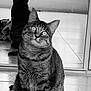 animal, black_and_white, cat, curious, domestic, ears, eyes, feline, floor, fur, glass_door, indoor, looking_up, pet, portrait, reflection, sitting, tabby, tiles, whiskers