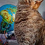 Shadow a rejoint le concours — aidez-le/la à gagner de superbes lots ! animal, background, brown, cat, closeup, curious, desk, domestic, fur, globe, indoor, office, orange, pet, profile, scissors, stationery, striped, tabby, whiskers
