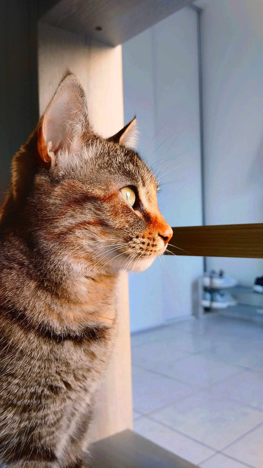 Shadow