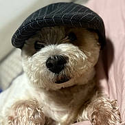 Sky participe au concours pour gagner de l'argent avec cette photo : dog, pet, hat, cap, cute, fluffy, fur, closeup, portrait, animal, canine, paw, resting, indoors, blanket, cozy, comfortable, adorable, snout, fur_texture