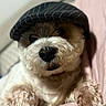 dog, pet, hat, cap, cute, fluffy, fur, closeup, portrait, animal, canine, paw, resting, indoors, blanket, cozy, comfortable, adorable, snout, fur_texture