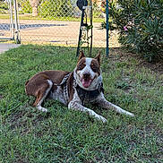 Max joined the competition — help win amazing prizes! dog, grass, outdoor, fence, harness, smiling, pet, canine, sunlight, greenery, plant, yard, leaves, nature, tongue_out, happy, muzzle, ears, resting, daylight