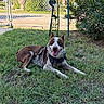 dog, grass, outdoor, fence, harness, smiling, pet, canine, sunlight, greenery, plant, yard, leaves, nature, tongue_out, happy, muzzle, ears, resting, daylight