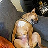Karl joined the competition — help win amazing prizes! dog, sleeping, relaxed, couch, indoor, home, orange_blanket, brown_fur, white_chest, pet, animal, resting, lying_down, closed_eyes, collar, tail, paws, cozy, furniture, family_photo