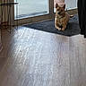 Karl joined the competition — help win amazing prizes! dog, pet, animal, sitting, indoors, entryway, doorway, mat, floor, wood_floor, home, interior, window, planter, collar, brown_dog, upright_ears, alert, portrait, daylight