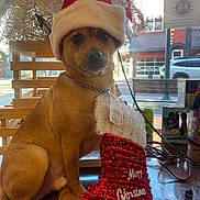 Karl joined the competition — help win amazing prizes! dog, puppy, santa_hat, christmas, holiday, festive, costume, tinsel, scarf, sitting, portrait, brown_fur, collar, chain, cafe, counter, indoors, shop_window, street_view, decoration