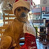 dog, puppy, santa_hat, christmas, holiday, festive, costume, tinsel, scarf, sitting, portrait, brown_fur, collar, chain, cafe, counter, indoors, shop_window, street_view, decoration