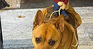 Karl is registered to the contest to win money with this photo: dog, puppy, pet, costume, puppet, rider, saddle, cowboy, outfit, leash, collar, chain, brown_dog, standing, indoors, living_room, carpet, fireplace, chair, decor