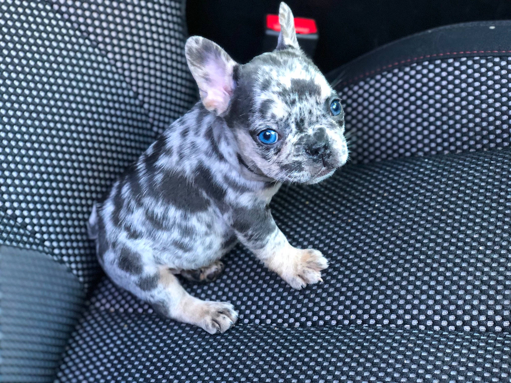 Zookie joined the competition — help win amazing prizes! canidae, carnivore, companion_dog, dog, dog_breed, fawn, french_bulldog, mammal, non_sporting_group, puppy, snout, vertebrate