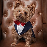 Gizmo is registered to the contest to win money with this photo: dog, small_dog, yorkshire_terrier, tuxedo, bow_tie, leather_chair, portrait, pet, furry, cute, sitting, indoor, brown, fancy, costume, animal, fluffy, face, ears, buttoned_shirt