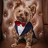 dog, small_dog, yorkshire_terrier, tuxedo, bow_tie, leather_chair, portrait, pet, furry, cute, sitting, indoor, brown, fancy, costume, animal, fluffy, face, ears, buttoned_shirt