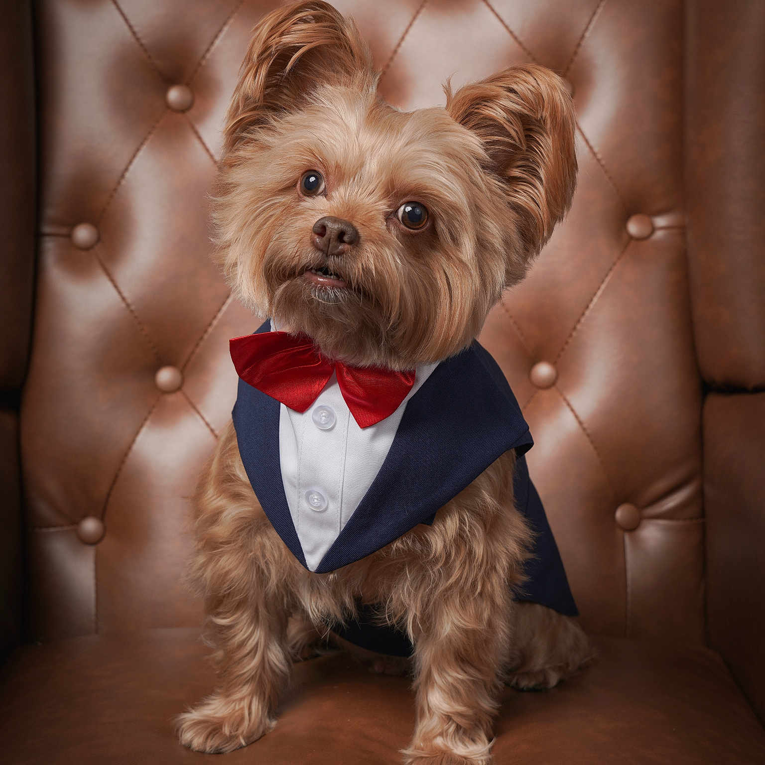 Gizmo