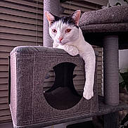 Budda is registered to the contest to win money with this photo: animal, black, cat, cat_tree, cozy, cute, feline, fur, gray, home, houseplant, indoor, leisure, paw, pet, relaxed, resting, sitting, white, window_blinds