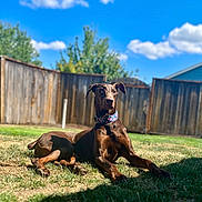 Catalina is registered to the contest to win money with this photo: dog, doberman, outdoor, grass, collar, fence, sky, clouds, sunlight, pet, animal, backyard, summer, relaxed, brown_dog, canine, nature, daytime, portrait, resting
