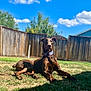 dog, doberman, outdoor, grass, collar, fence, sky, clouds, sunlight, pet, animal, backyard, summer, relaxed, brown_dog, canine, nature, daytime, portrait, resting
