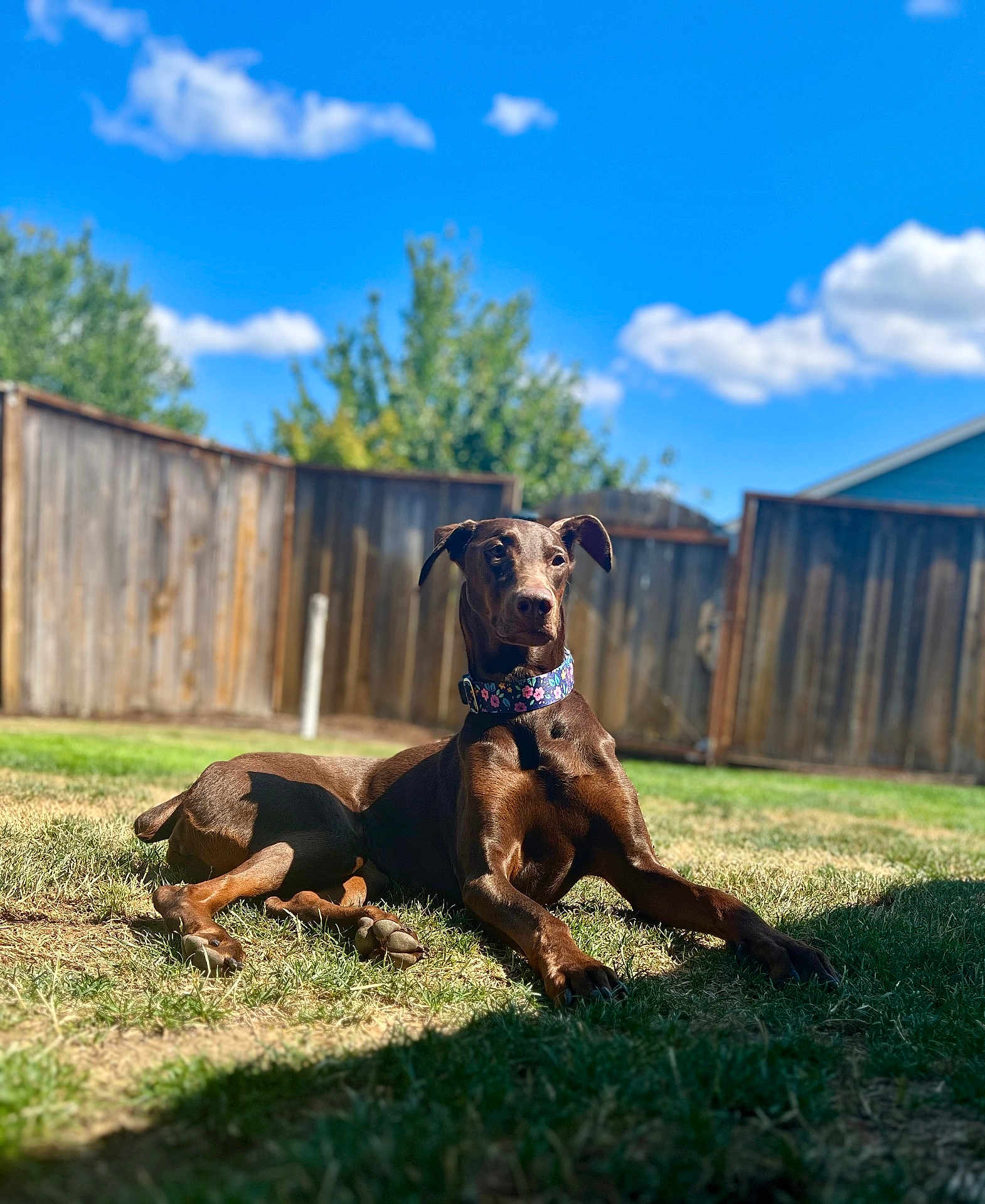 Catalina is registered to the contest to win money with this photo: dog, doberman, outdoor, grass, collar, fence, sky, clouds, sunlight, pet, animal, backyard, summer, relaxed, brown_dog, canine, nature, daytime, portrait, resting