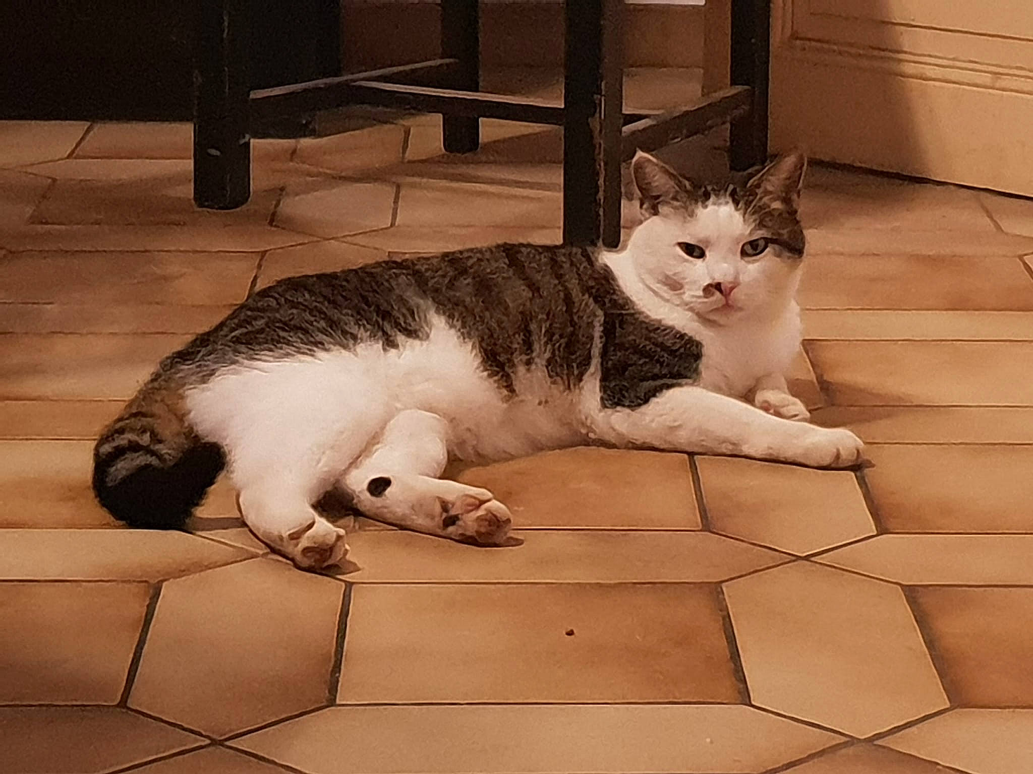 Maddox participe au concours pour gagner de l'argent avec cette photo : aegean_cat, carnivoran, cat, cat_like_mammal, domestic_short_haired_cat, european_shorthair, fauna, floor, flooring, fur, kitten, paw, person, small_to_medium_sized_cats, whiskers