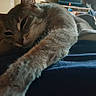 Marine a rejoint le concours — aidez-le/la à gagner de superbes lots ! cat, cat_like_mammal, claw, domestic_short_haired_cat, fauna, fur, kitten, small_to_medium_sized_cats, tail, whiskers