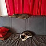 Marine a rejoint le concours — aidez-le/la à gagner de superbes lots ! bed, carnivoran, cat, cat_like_mammal, couch, floor, fur, furniture, kitten, room, small_to_medium_sized_cats, whiskers, wood