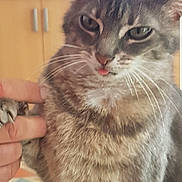 Marine participe au concours pour gagner de l'argent avec cette photo : aegean_cat, asian, cat, cat_like_mammal, domestic_long_haired_cat, domestic_short_haired_cat, european_shorthair, eye, fauna, fur, kitten, nebelung, norwegian_forest_cat, photo_caption, siberian, small_to_medium_sized_cats, snout, tabby_cat, whiskers