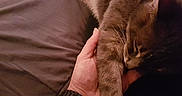 Marine participe au concours pour gagner de l'argent avec cette photo : carnivoran, cat, cat_like_mammal, ear, finger, fur, hand, kitten, mammal, paw, small_to_medium_sized_cats, snout, whiskers