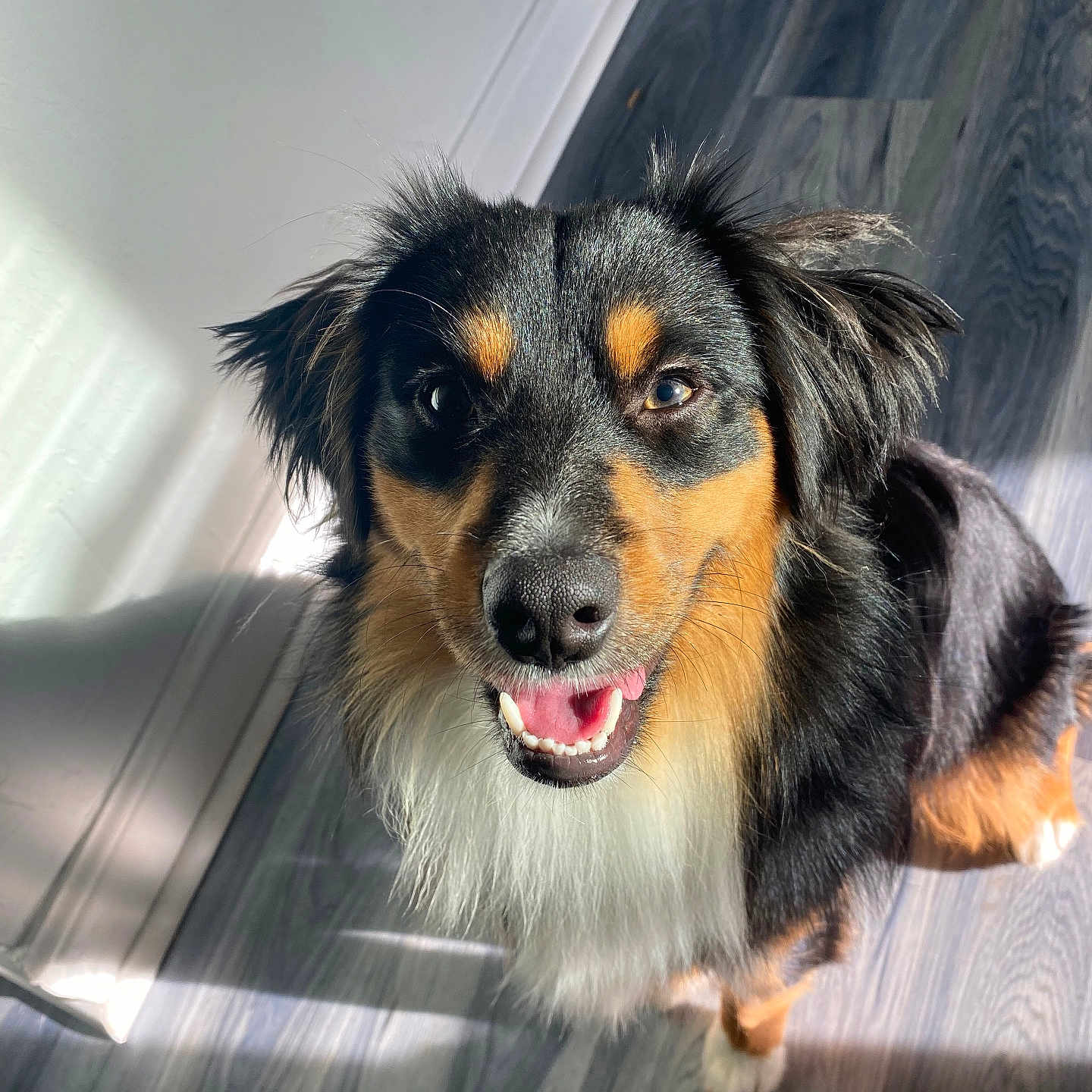 Koda joined the competition — help win amazing prizes! animal, bodypart, canine, cockerspaniel, collie, dog, face, hardwood, head, hound, indoors, interiordesign, mouth, papillon, person, pet, photography, portrait, puppy, wood