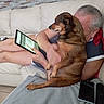 blanket, brick_wall, brown_dog, couch, cuddling, dog, furniture, home, indoor, lap, living_room, man, person, pet, portrait, relaxed, short_hair, sitting, smartphone, tablet