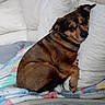 animal, bed, bedding, black_and_tan, blanket, brown_dog, couch, cozy, dog, home, indoors, lying_down, pet, pillows, portrait, relaxed, side_eye, sleeping, small_dog, textile