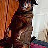 animal_photography, bed, black_fur, blanket, brown_fur, canine, dog, floppy_ears, funny_pose, home, indoors, paws, pet, portrait, short_hair, sitting, tan_markings, upright, white_door, wooden_door