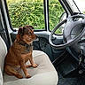 Oliver a rejoint le concours — aidez-le/la à gagner de superbes lots ! animal, brown_dog, car_interior, car_keys, collar, dashboard, dog, greenery, outdoor, passenger_seat, pet, portrait, road_trip, seatbelt, sitting, steering_wheel, van, vehicle, window, yellow_flowers
