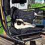 dog, outdoor, hanging_chair, cushion, sunlight, garden, pond, wooden_deck, relaxing, pet, furniture, black_cushion, fluffy, canine, nature, daylight, leisure, resting, backyard, animal