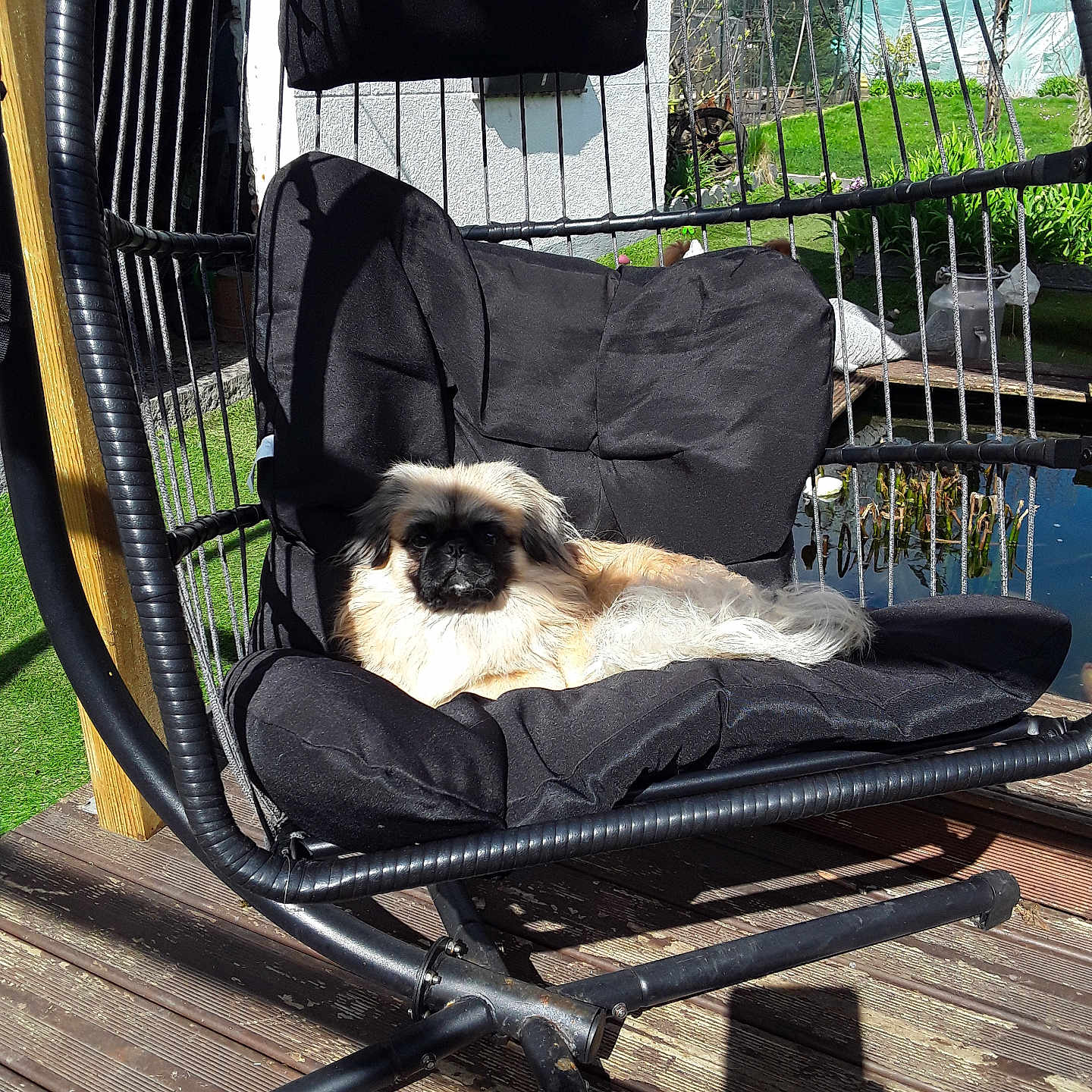 Vladymir a rejoint le concours — aidez-le/la à gagner de superbes lots ! animal, backyard, black_cushion, canine, cushion, daylight, dog, fluffy, furniture, garden, hanging_chair, leisure, nature, outdoor, pet, pond, relaxing, resting, sunlight, wooden_deck